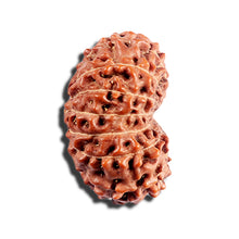 Load image into Gallery viewer, 15 Mukhi Indonesian Rudraksha - Bead No. 288
