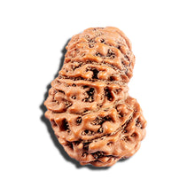 Load image into Gallery viewer, 15 Mukhi Indonesian Rudraksha - Bead No. 289
