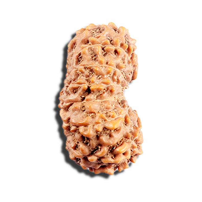 15 Mukhi Indonesian Rudraksha - Bead No. 290