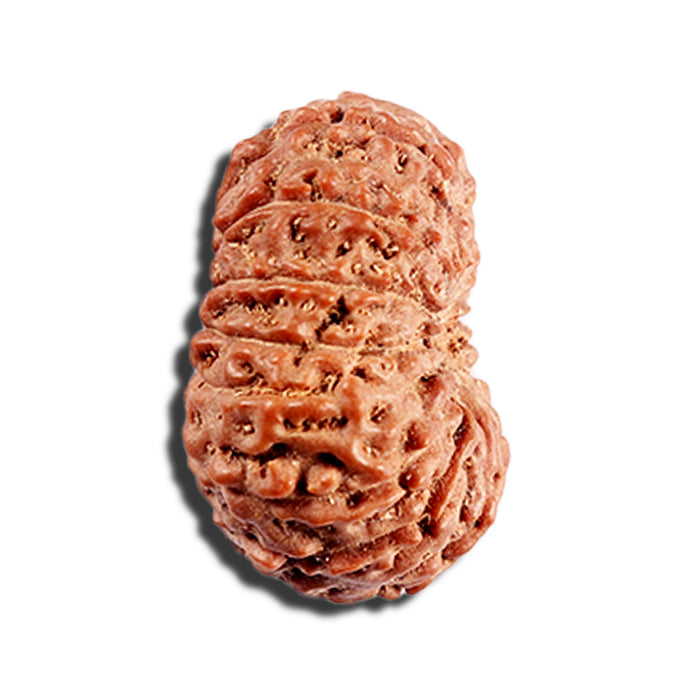 15 Mukhi Indonesian Rudraksha - Bead No. 291