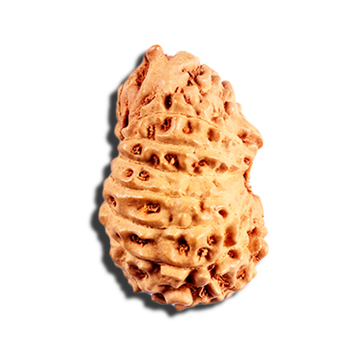 15 Mukhi Indonesian Rudraksha - Bead No. 292
