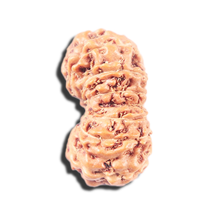 14 mukhi Indonesian Rudraksha -  Bead No. 349