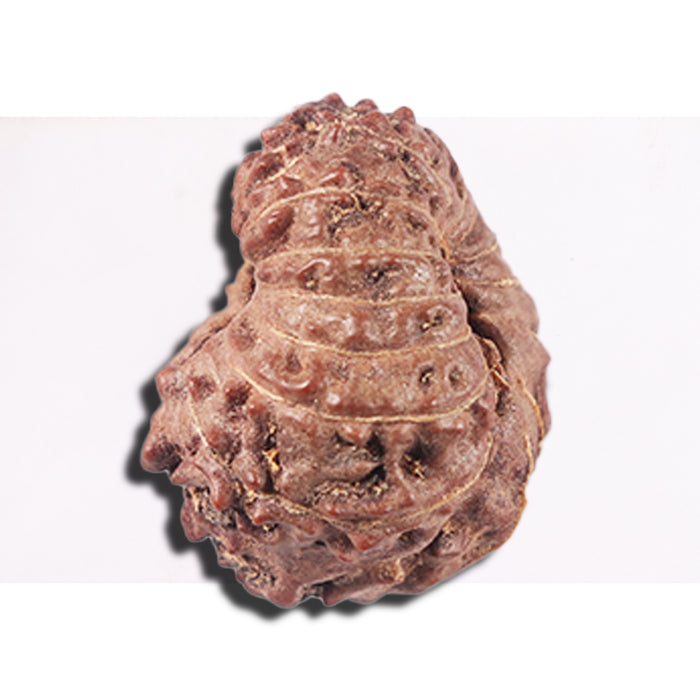 14 mukhi Indonesian Rudraksha -  Bead No. 353