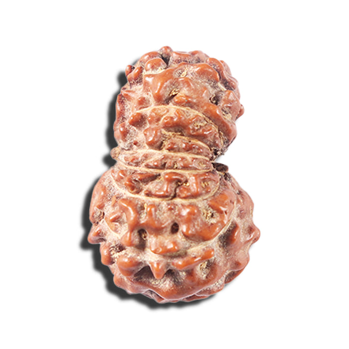 14 mukhi Indonesian Rudraksha -  Bead No. 358
