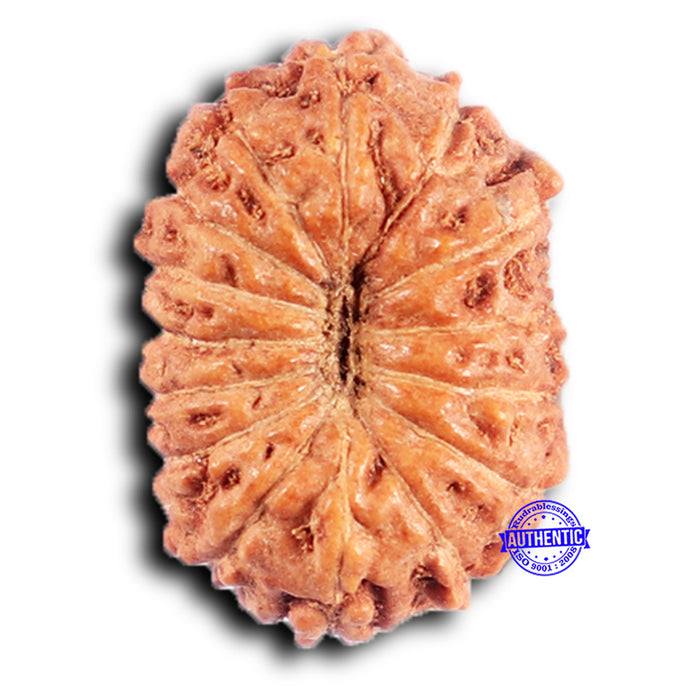 15 Mukhi Indonesian Rudraksha - Bead No. 263
