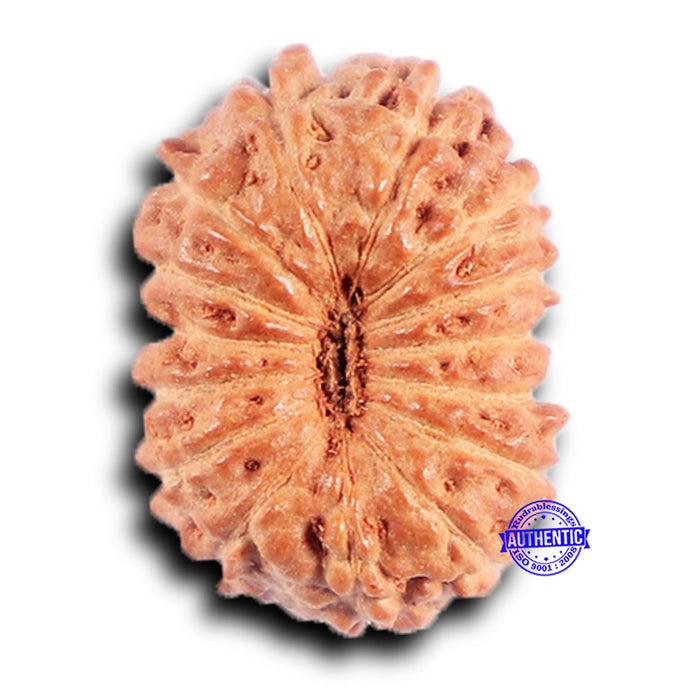 15 Mukhi Indonesian Rudraksha - Bead No.264