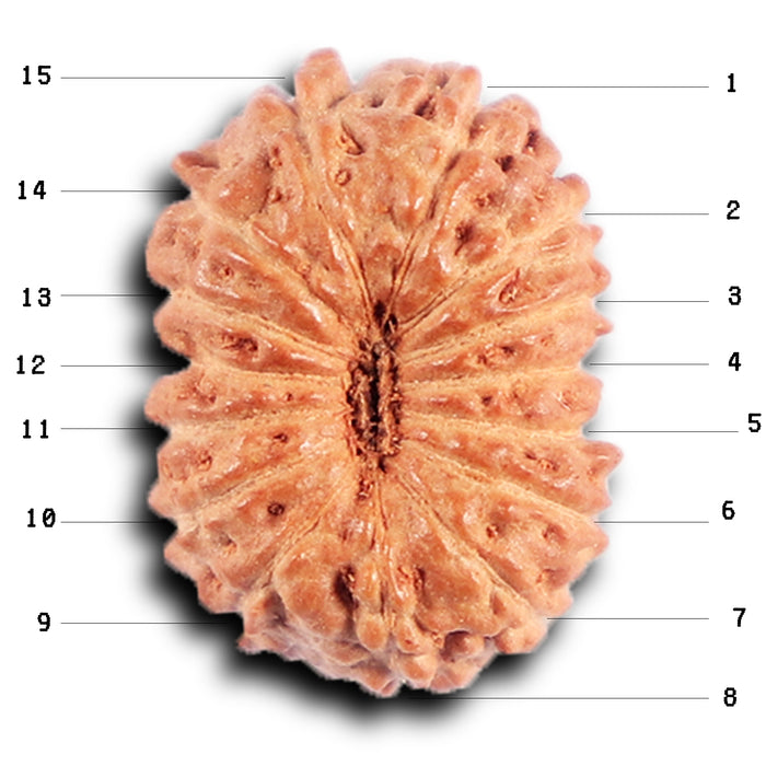 15 Mukhi Indonesian Rudraksha - Bead No.264