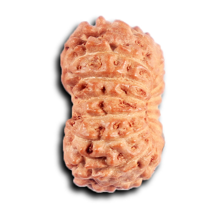 15 Mukhi Indonesian Rudraksha - Bead No.264