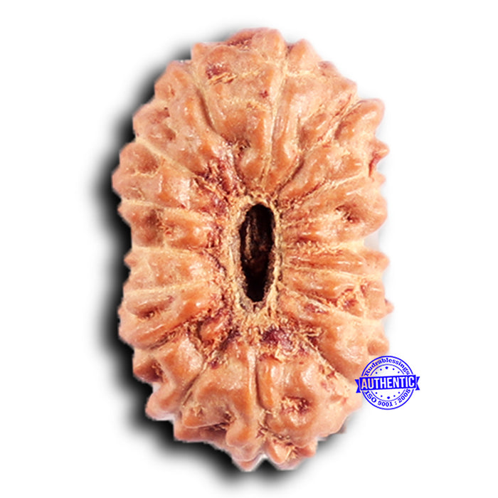 15 Mukhi Indonesian Rudraksha - Bead No. 265