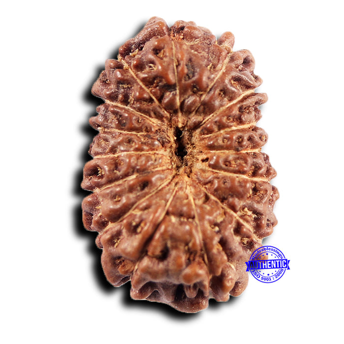 15 Mukhi Indonesian Rudraksha - Bead No. 267