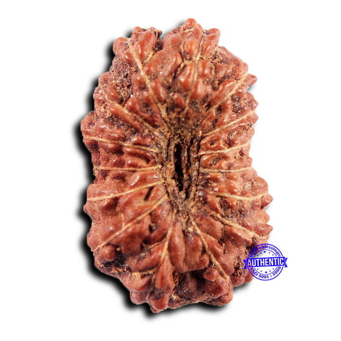15 Mukhi Indonesian Rudraksha - Bead No.268