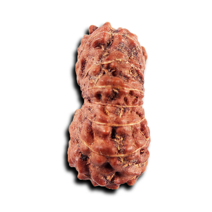 15 Mukhi Indonesian Rudraksha - Bead No.268
