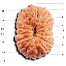 Load image into Gallery viewer, 15 Mukhi Indonesian Rudraksha - Bead No.270
