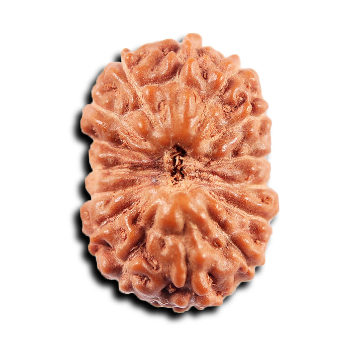 15 Mukhi Indonesian Rudraksha - Bead No.270