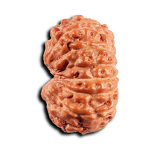 Load image into Gallery viewer, 15 Mukhi Indonesian Rudraksha - Bead No.270
