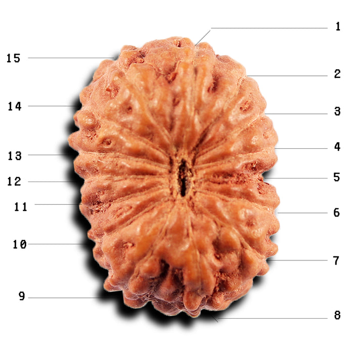 15 Mukhi Indonesian Rudraksha - Bead No.271