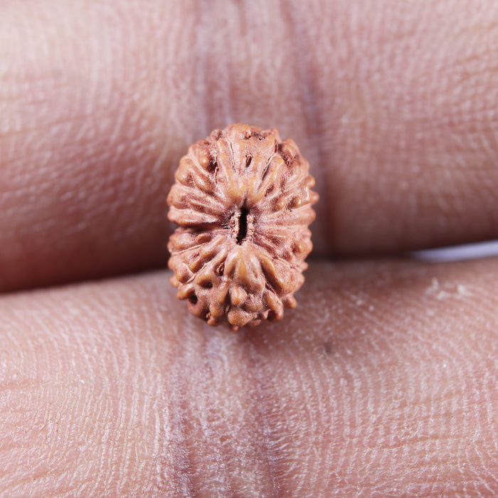 15 Mukhi Indonesian Rudraksha - Bead No.271