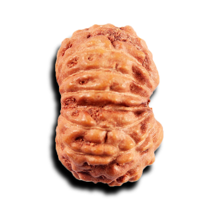 15 Mukhi Indonesian Rudraksha - Bead No.271