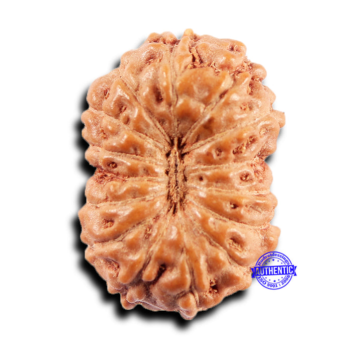15 Mukhi Indonesian Rudraksha - Bead No.272