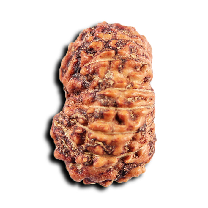 15 Mukhi Indonesian Rudraksha - Bead No.273