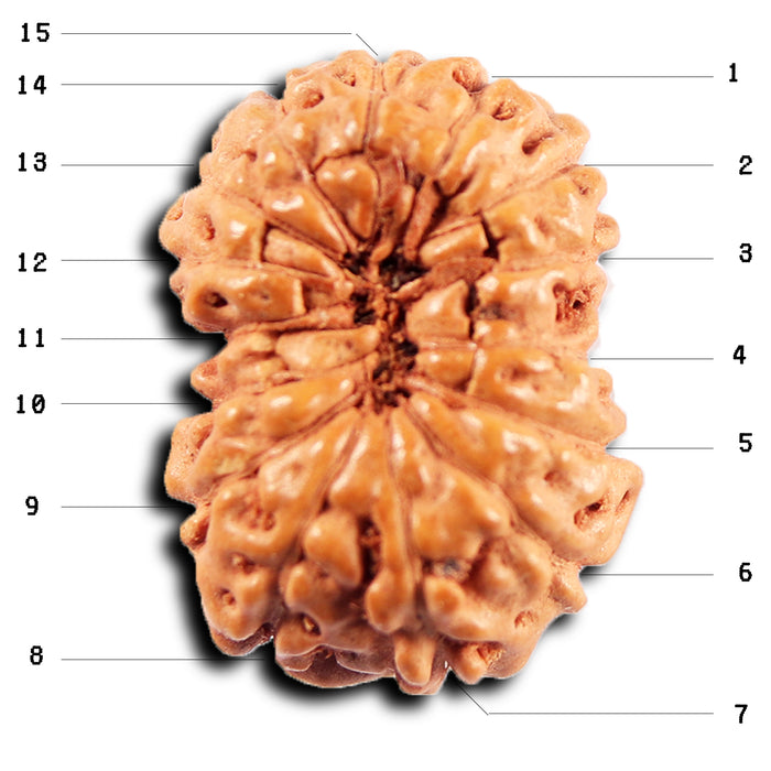 15 Mukhi Indonesian Rudraksha - Bead No.274