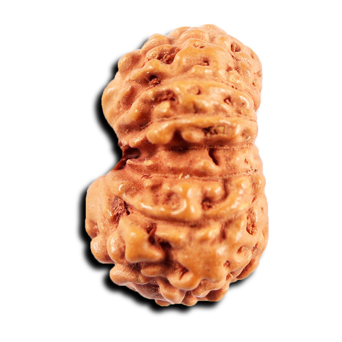 15 Mukhi Indonesian Rudraksha - Bead No.274