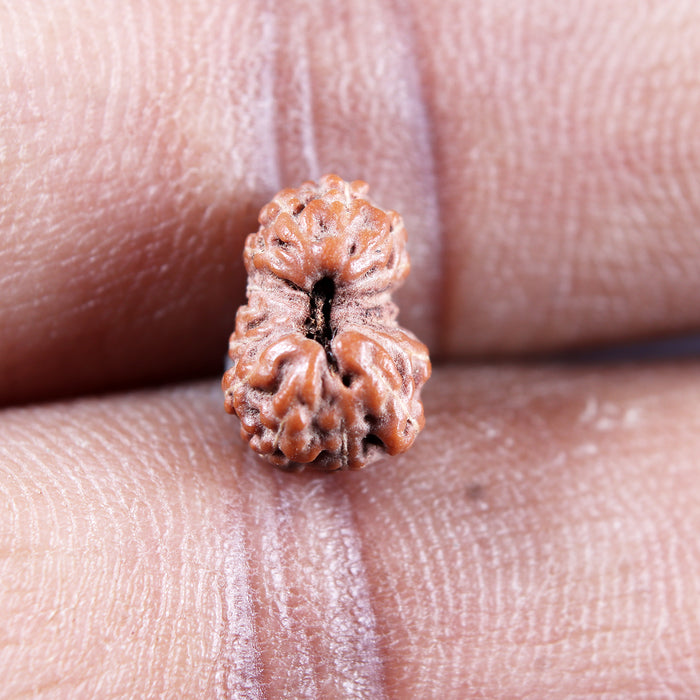 15 Mukhi Indonesian Rudraksha - Bead No.275