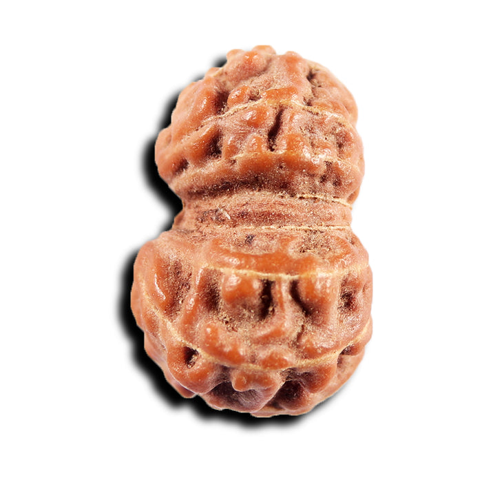 15 Mukhi Indonesian Rudraksha - Bead No.275