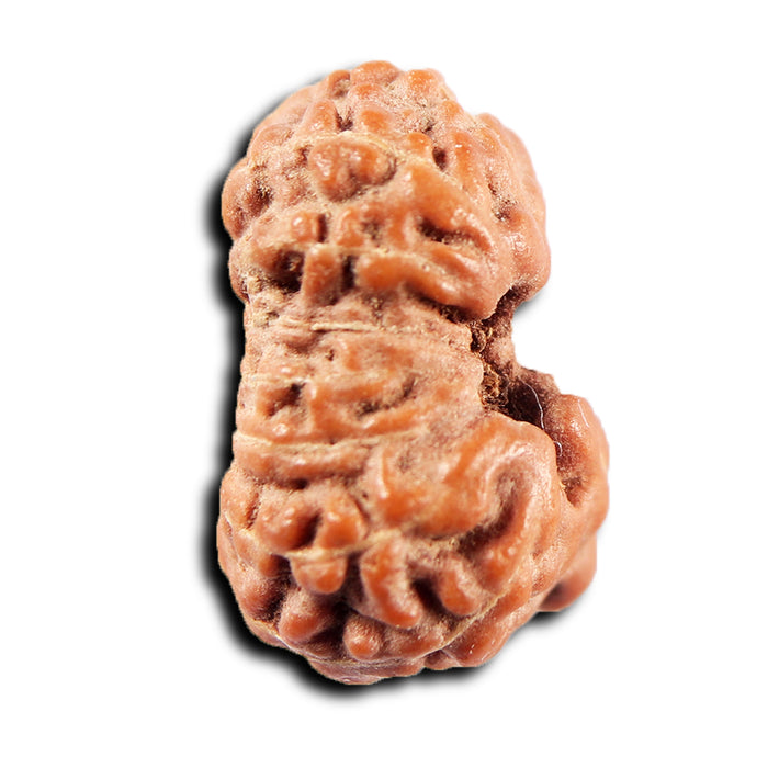 15 Mukhi Indonesian Rudraksha - Bead No.275