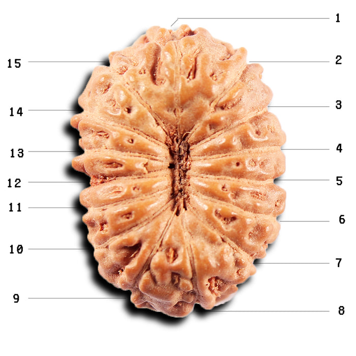 15 Mukhi Indonesian Rudraksha - Bead No.276