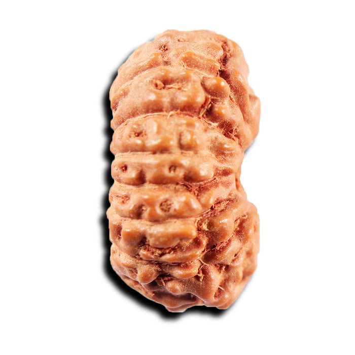 15 Mukhi Indonesian Rudraksha - Bead No.276