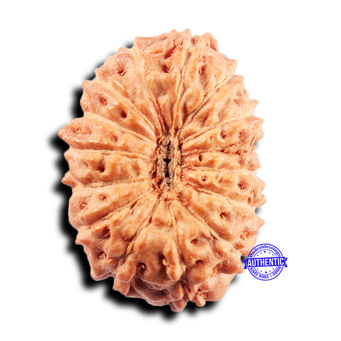15 Mukhi Indonesian Rudraksha - Bead No.277