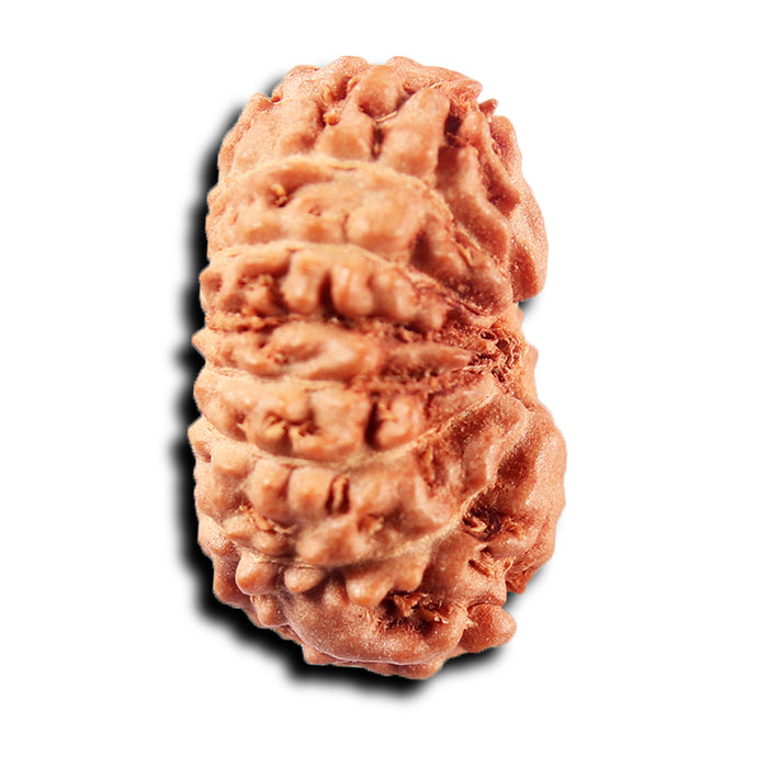 15 Mukhi Indonesian Rudraksha - Bead No.277