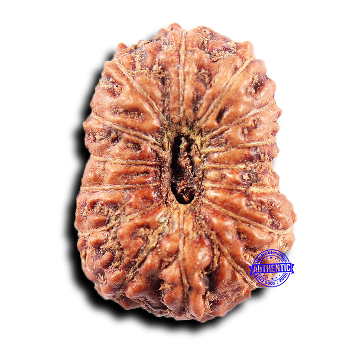 15 Mukhi Indonesian Rudraksha - Bead No.278