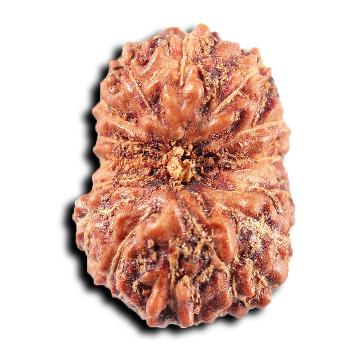 15 Mukhi Indonesian Rudraksha - Bead No.278