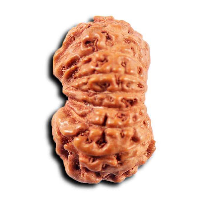 15 Mukhi Indonesian Rudraksha - Bead No.280