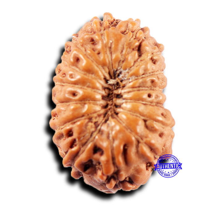 15 Mukhi Indonesian Rudraksha - Bead No.281