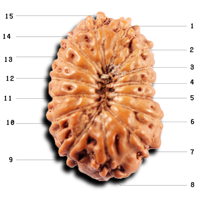 15 Mukhi Indonesian Rudraksha - Bead No.281