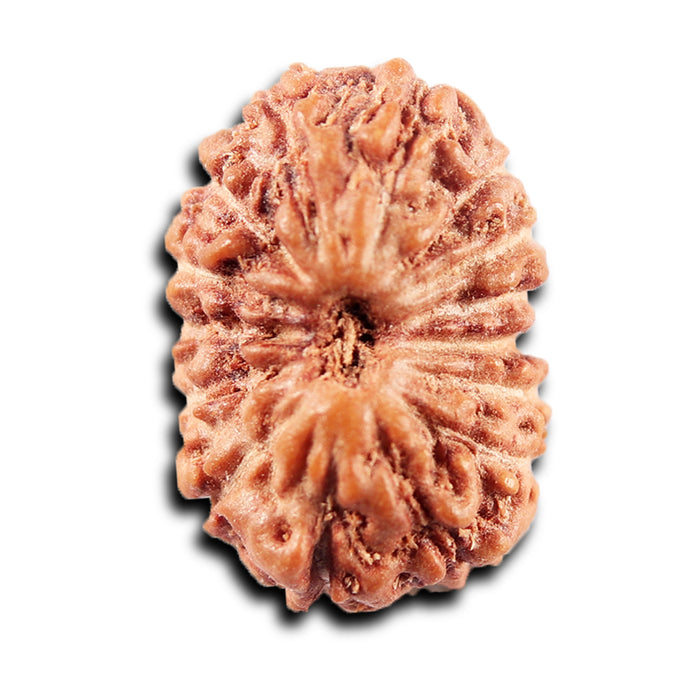 15 Mukhi Indonesian Rudraksha - Bead No.282