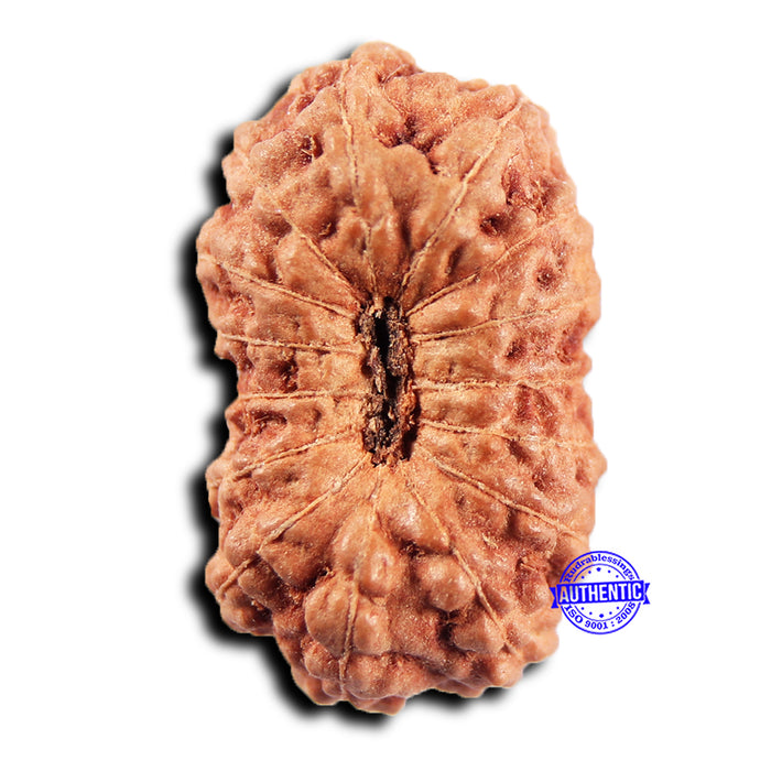 15 Mukhi Indonesian Rudraksha - Bead No.294