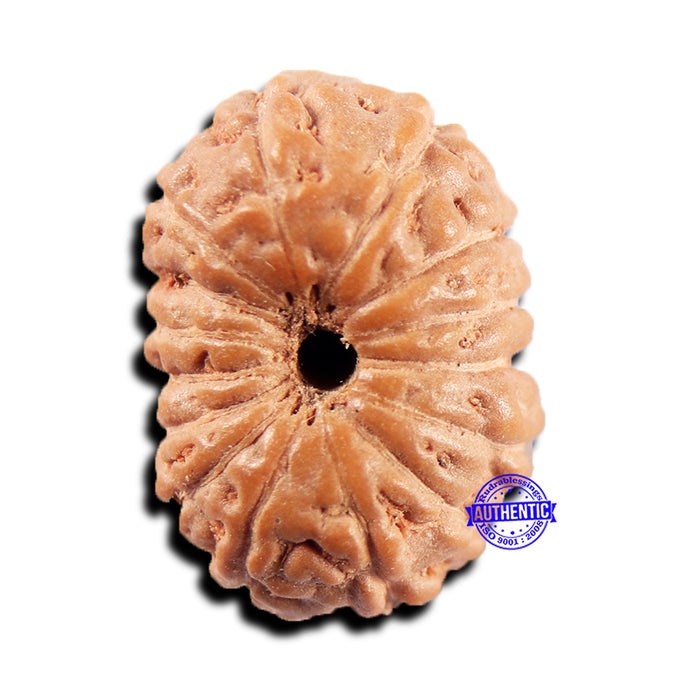 15 Mukhi Indonesian Rudraksha - Bead No.295