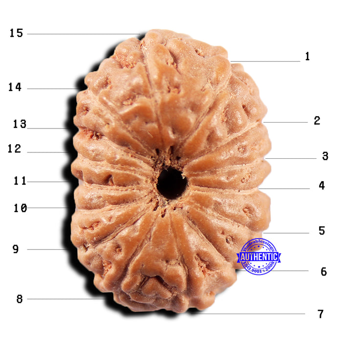 15 Mukhi Indonesian Rudraksha - Bead No.295