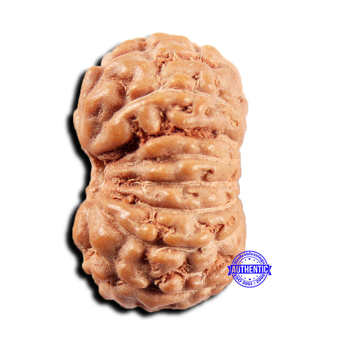 15 Mukhi Indonesian Rudraksha - Bead No.295