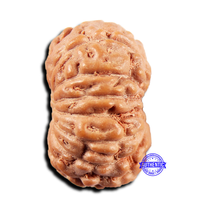 15 Mukhi Indonesian Rudraksha - Bead No.295