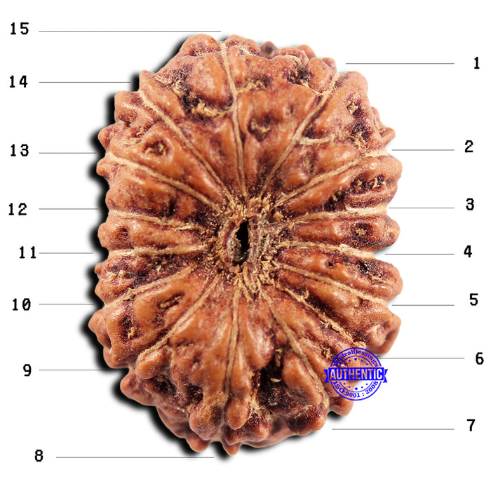 15 Mukhi Indonesian Rudraksha - Bead No.297
