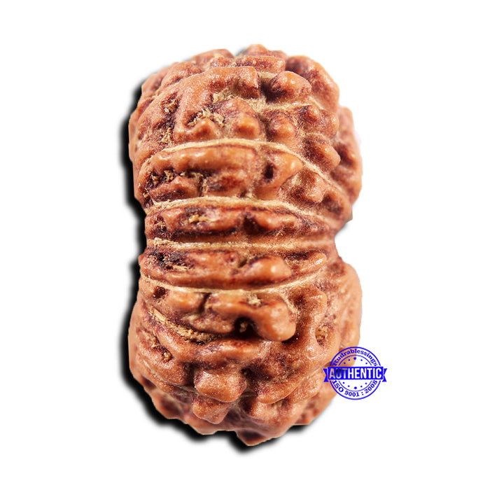 15 Mukhi Indonesian Rudraksha - Bead No.297
