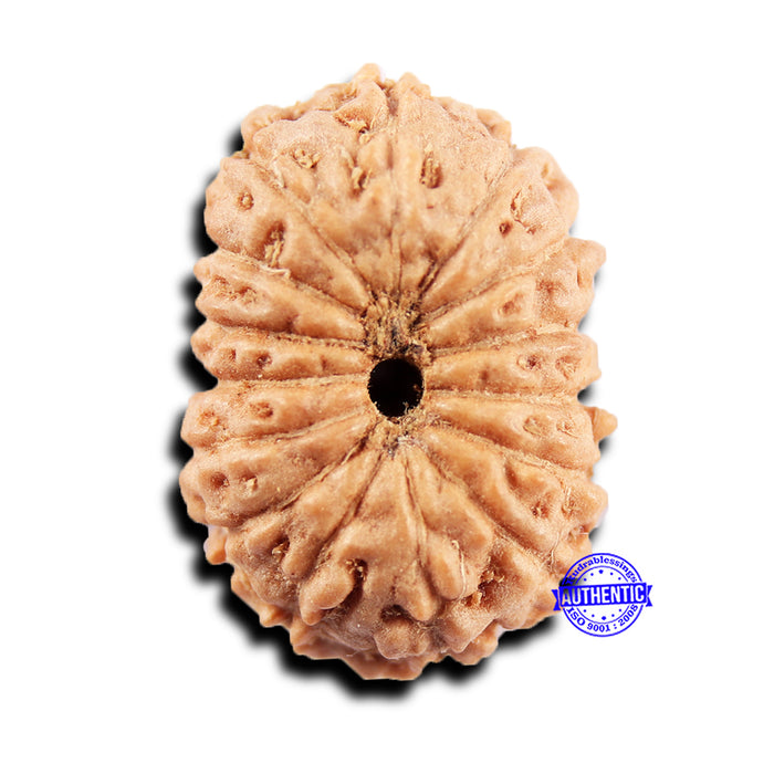 15 Mukhi Indonesian Rudraksha - Bead No.298