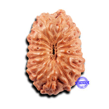 Load image into Gallery viewer, 15 Mukhi Indonesian Rudraksha - Bead No. 299
