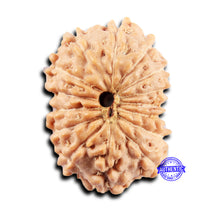 Load image into Gallery viewer, 15 Mukhi Indonesian Rudraksha - Bead No. 300
