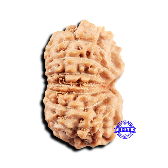 15 Mukhi Indonesian Rudraksha - Bead No. 300
